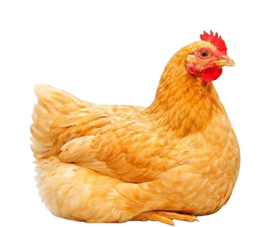 Broilers